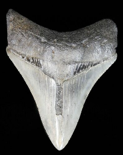 Serrated, Fossil Megalodon Tooth #39943